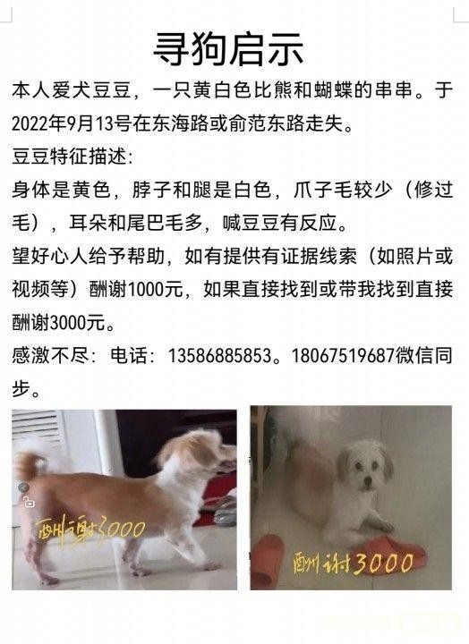 寻狗启事寻猫启示宠物走失寻宠信息20221012宠友社