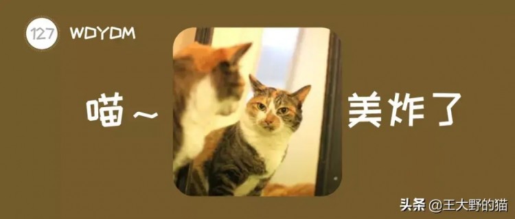 辟谣！猫能认出镜子里的自己？专家：猫的空间感知能力很有限