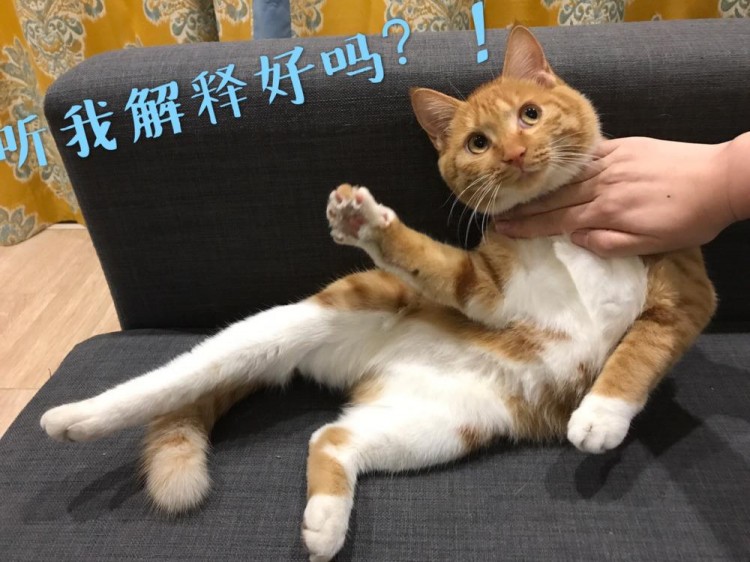 猫咪憎恨主人的几个表现不及时补救你就会失去它了