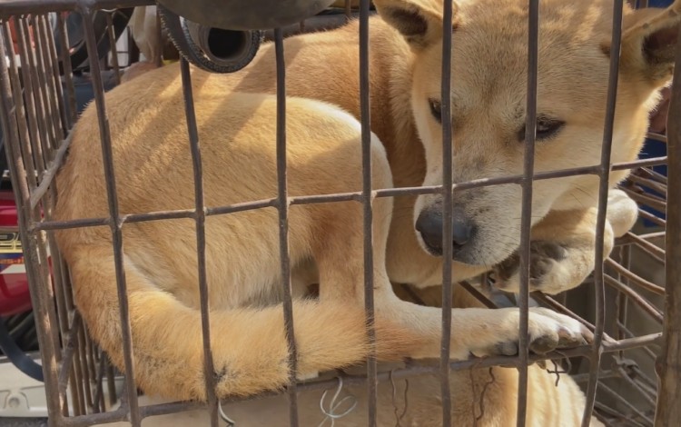 广西：大哥花七百从狗肉车解救了只狗狗没想到竟是猎犬的好苗子