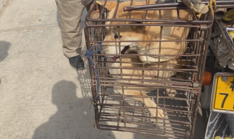 广西：大哥花七百从狗肉车解救了只狗狗没想到竟是猎犬的好苗子