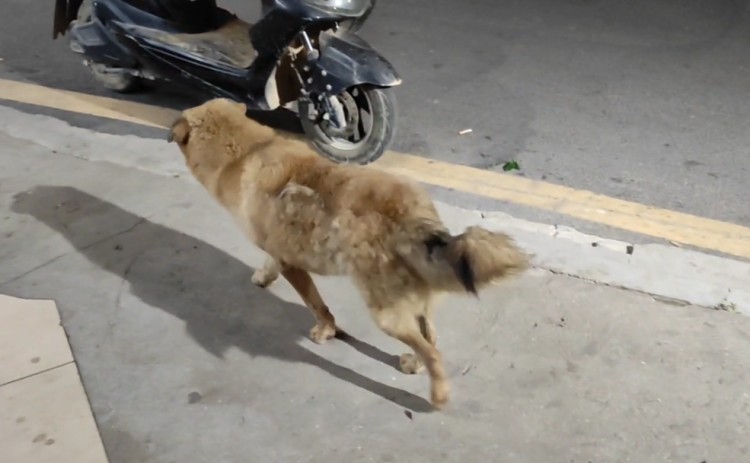 广西：为了活下去流浪狗半夜还在觅食狗狗：好怕能跟你走吗