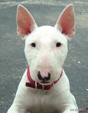 世界上凶猛的十种狗日本土佐犬上榜藏獒排名第二