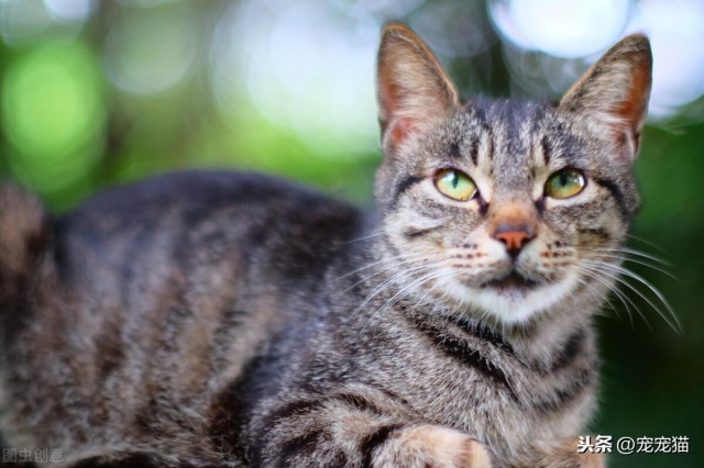 虎斑猫和狸花猫的区别