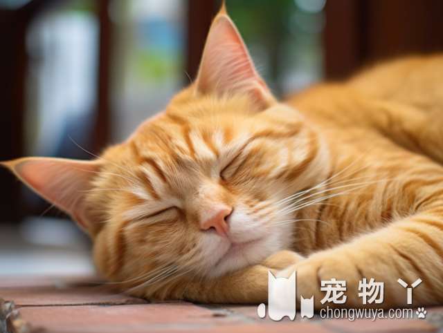 猫咪绝育手术后拉不出尿，南宁瑞鹏宠物医院靠谱吗？