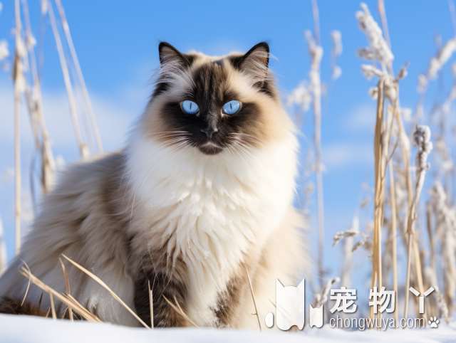 上海汪先生宠物购宠，专业照顾流浪猫？值得信赖的宠物店!